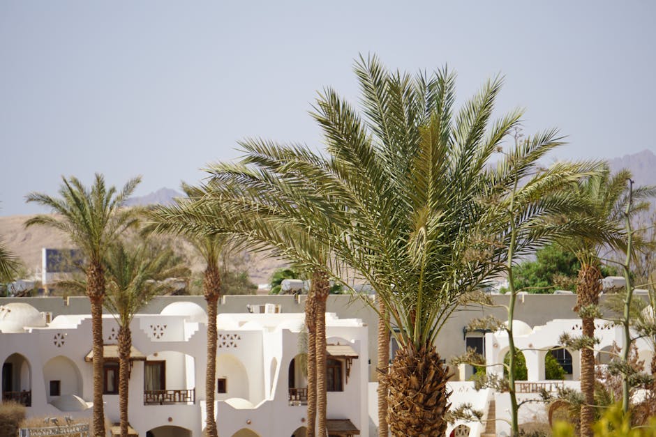 Oasis with palm trees