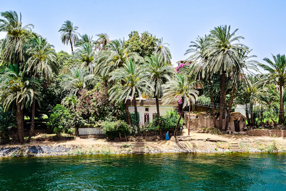 Bahariya Oasis palms