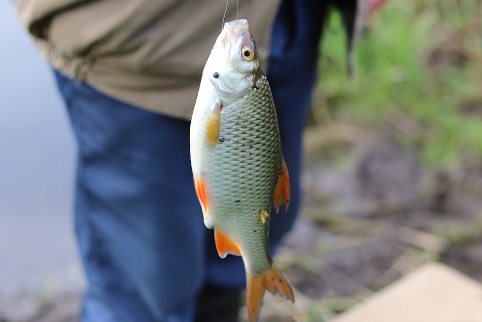 Nile Fishing Cairo: Angling Experiences 4 Freshwater fish catch