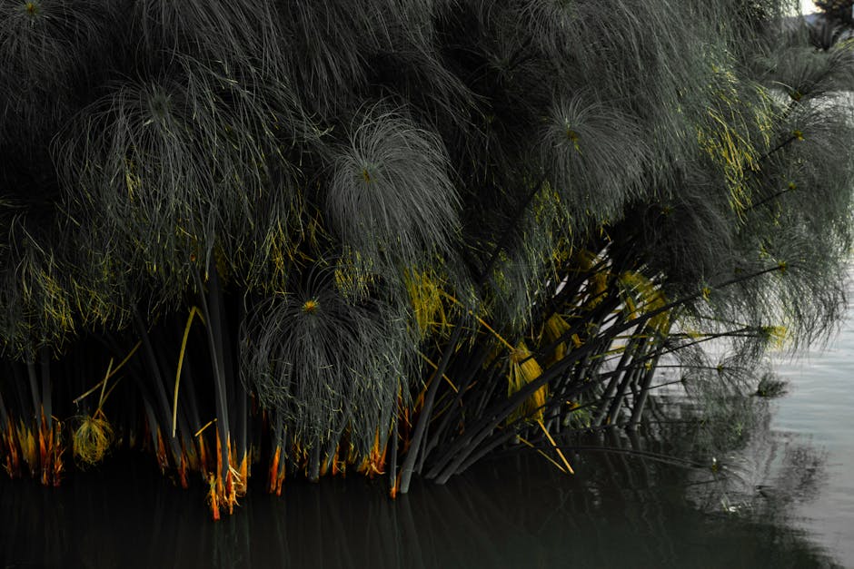 Papyrus reeds by water