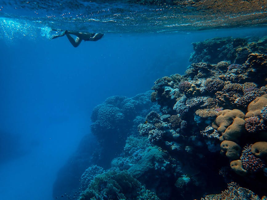 Snorkeling at reef