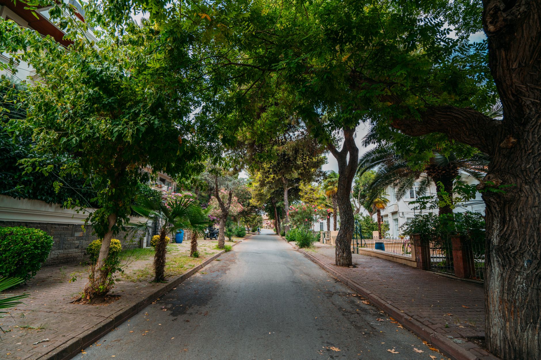 Leafy tree-lined residential street in Zamalek, the Nile-island neighbourhood of Cairo