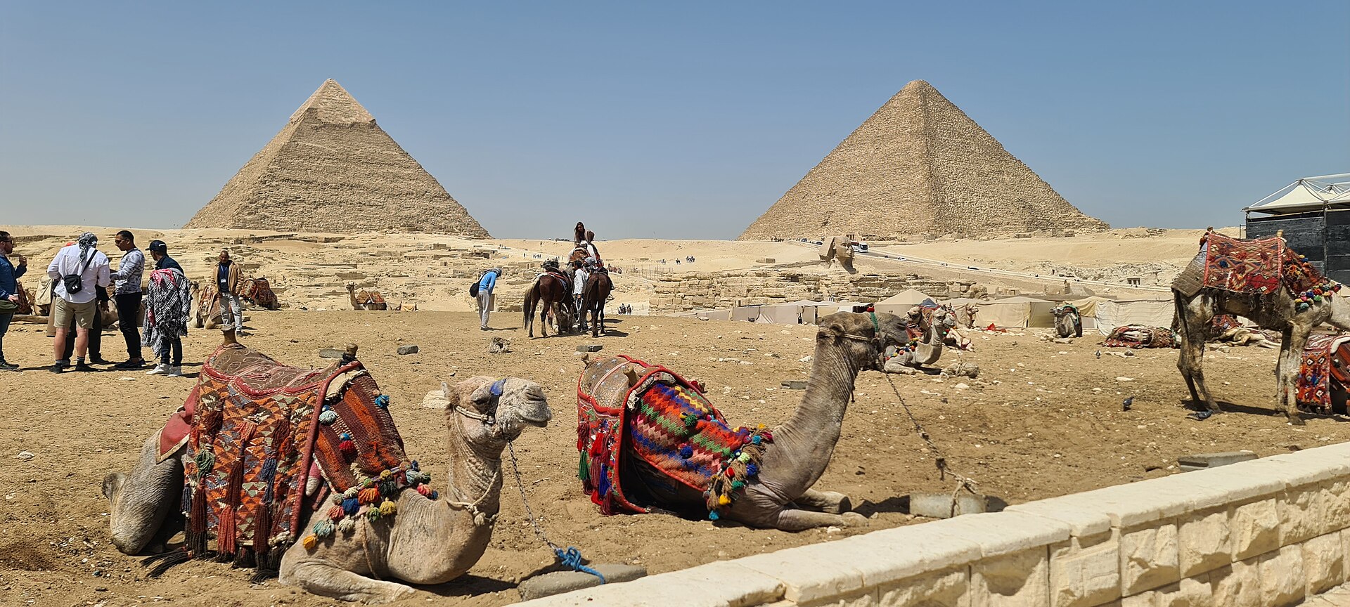 Best Cairo Layover Tours: Seeing the Pyramids Between Flights 4 Camels with colourful saddles resting on the sand in front of the pyramids of Khafre and Khufu at Giza, with visitors and horses nearby