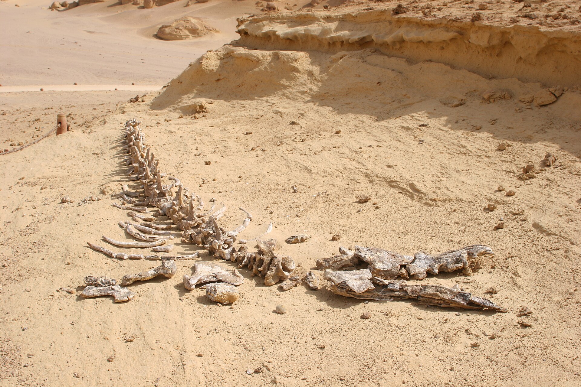 Five Days in Cairo: Beyond the Highlights 2 Fossilised whale skeleton lying exposed in the sand at Wadi al-Hitan in the Fayoum depression