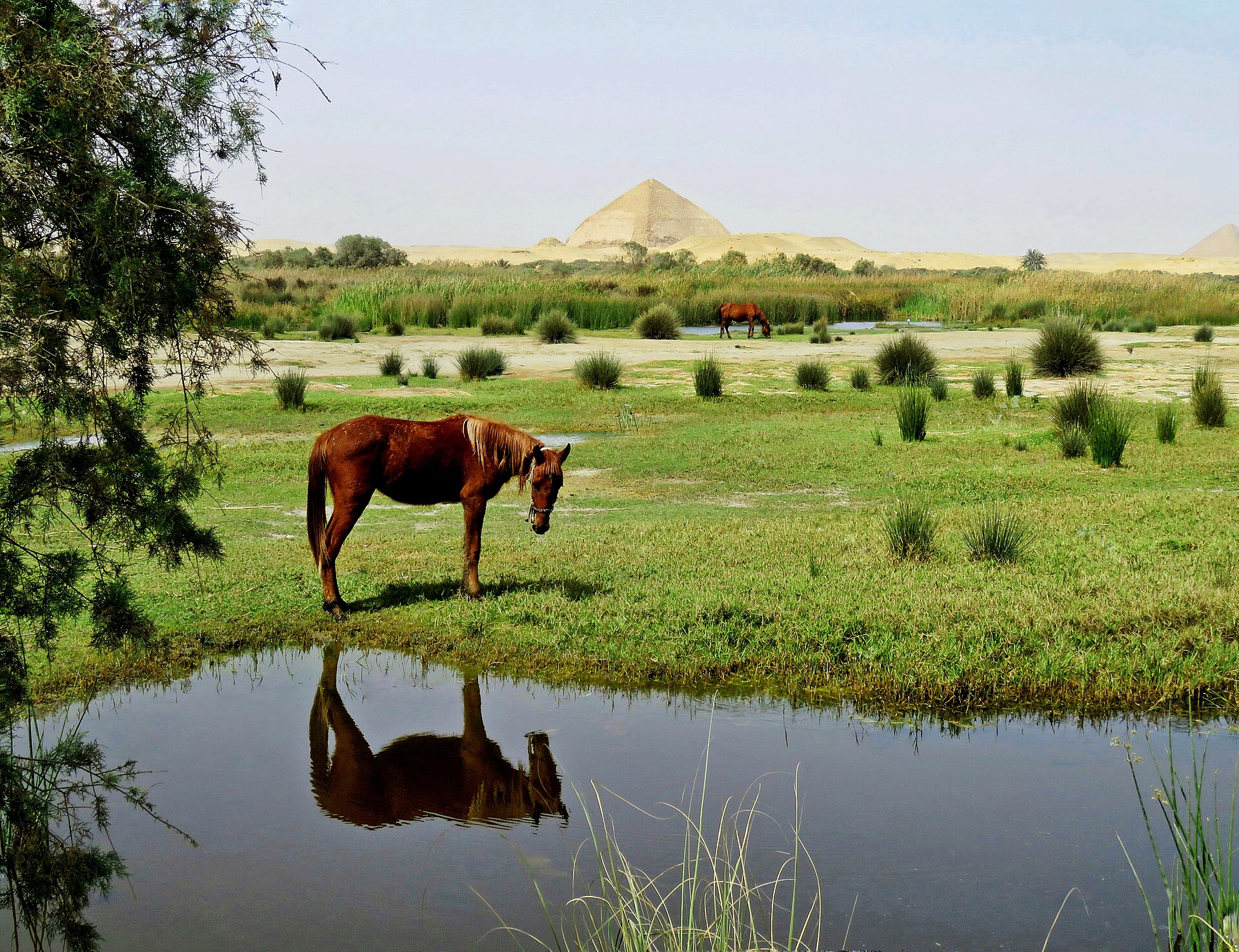 The Bent Pyramid at Dahshur on the desert horizon, seen across a green marsh and pool with a horse grazing in the foreground
